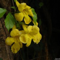 Dolichandra unguis-cati (L.) L.G.Lohmann